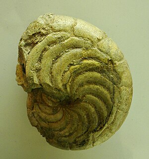 <i>Aturia</i> genus of molluscs (fossil)