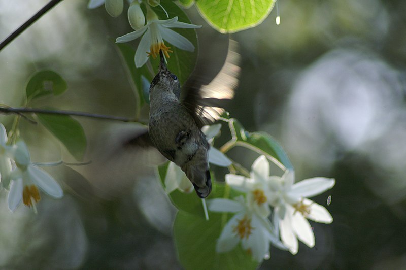 File:Auburn, CA, Hummingbird in Lewis Mock Orange Shrub, May 2009 - panoramio.jpg