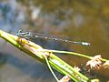 Miniatura para Austroagrion