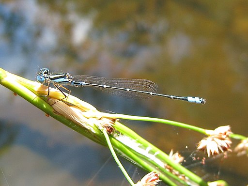 Austroagrion watsoni m