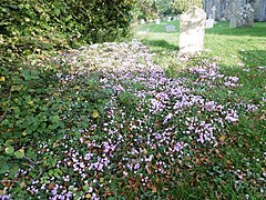 Autumn crocuses in St Nicholas Churchyard, Leeds - geograph.org.uk - 4690369.jpg