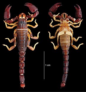 Descrierea imaginii Aettantepuia aurum (10.3897-zookeys.764.25108) Figura 17.jpg.