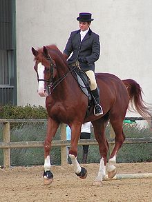 A horse and rider at the canter Aveger show06-1-.JPG