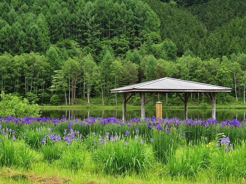 File:Ayame Park Pond.jpg