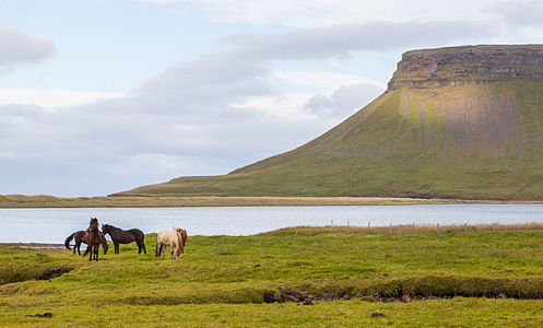 Icelandic horses in Búlandshöfði, Vesturland, Iceland.