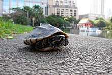 Baby (aquatic) turtle on some concrete, with a flat in Bangkok in the background