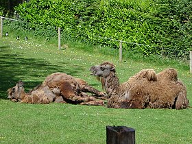 A Bactrian camel at Paignton Zoo