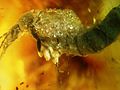 Thumbnail for File:Baltic amber - Coleoptera, Staphylinidae - the body.JPG