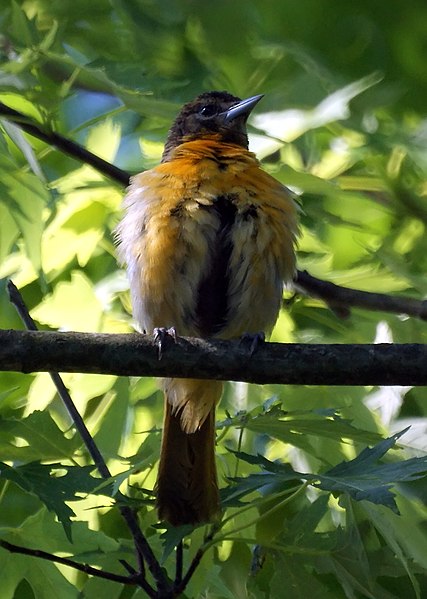 File:Baltimore Oriole (Female) (4657743629).jpg