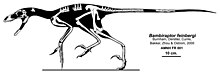 Diagram of the known fossil material of the Late Cretaceous dromaeosaurid ("raptor") Bambiraptor Bambiraptor feinbergi.jpg