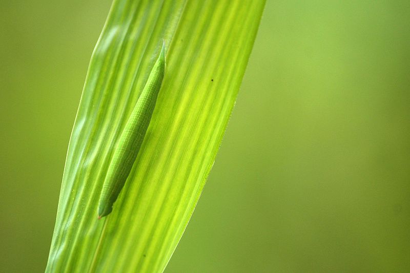 File:Bamboo Treebrown (Lethe europa) Caterpillar-2 2016.08.26.jpg