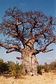 Der Affenbrotbaum ist ein typischer Baum der Savanne.