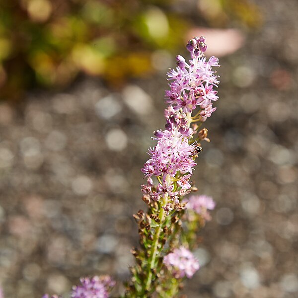 File:Barnardia japonica-IMG 9388.jpg