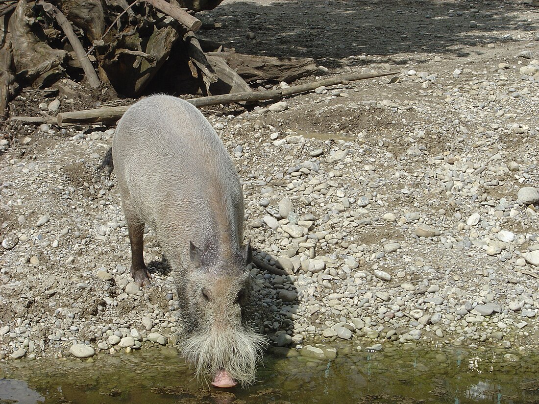 File:Bearded Pig.JPG