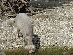 Bearded Pig.JPG