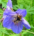 Миниатюра для Файл:Bee + Cranesbill.JPG