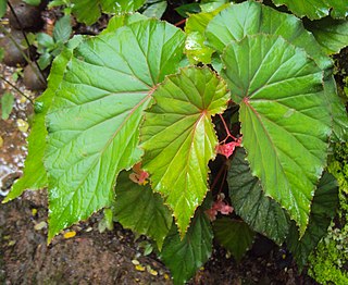 <i>Begonia malabarica</i> Species of plant in the genus Begonia