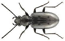 Бембидион (Testedium) bipunctatum (Linné, 1761) (4325899504) .jpg