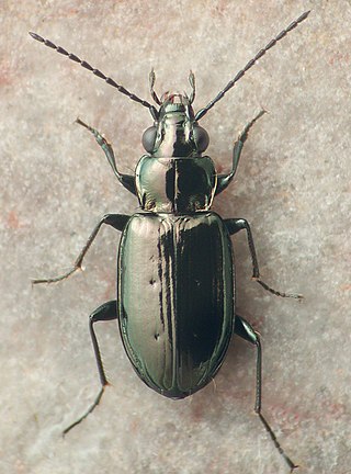<i>Bembidion breve</i> Species of beetle