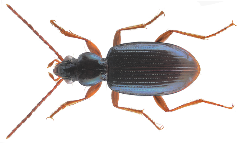 File:Bembidion ruficorne Sturm, 1825.png