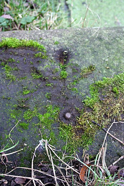 File:Benchmark on culvert beside Willow Walk - geograph.org.uk - 3281796.jpg