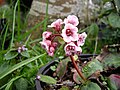 Bergenia ciliata