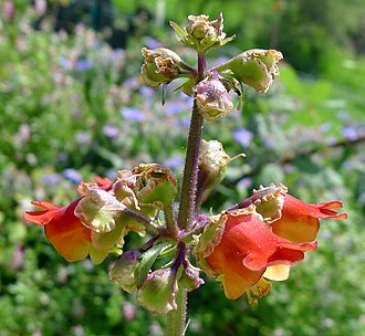 Part of the inflorescence Betony Scrophularia sambucifolia - Flickr - gailhampshire.jpg