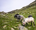 * Nomination Sheep near the summit of Bielerkopf, Paznaun, Tyrol, Austria --Basotxerri 11:15, 21 October 2017 (UTC) * Promotion Good quality --Llez 12:02, 21 October 2017 (UTC)