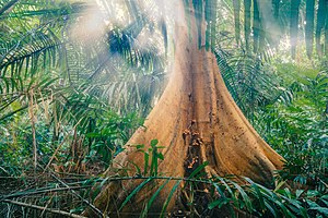 Big tree in the jungle.jpg