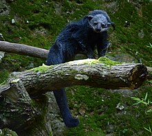 Binturong Zoo Pont Scorff 17082015 1.jpg