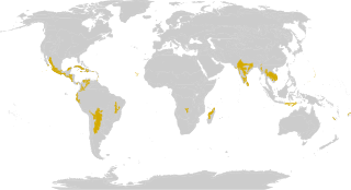 Tropical and subtropical dry broadleaf forests