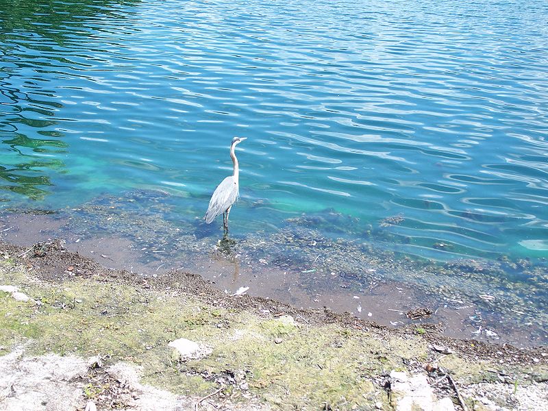 File:Bird Lake Eola Orlando02.jpg