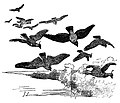 illustration by Joseph Smit: Master and Pupil: Hooded-Crow (Corvus cornix) flying with Peewits (Vanellus vanellus)