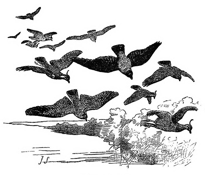 File:Bird Watching (Selous1901) p029.jpg