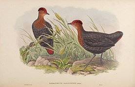 John Gould (mezi 1850–1883)