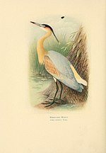 Thumbnail for File:Birds of La Plata (Plate) (7789503602).jpg