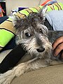 File:Miniature Schnauzer on grass, Short Summer Cut (Named Fox or Mr.  Sir).jpg - Wikipedia