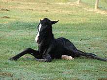 A newborn foal Black Filly.jpg