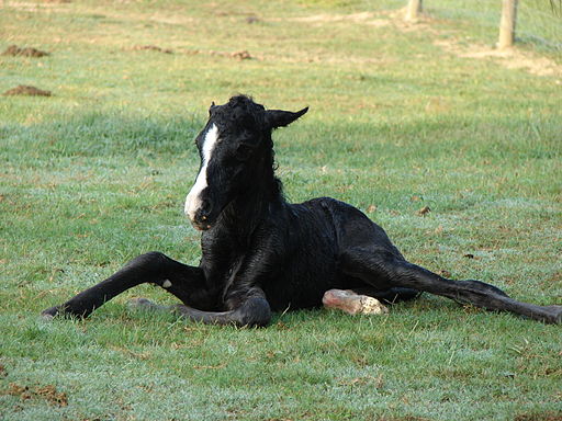 Black Filly