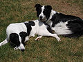 Border Collie - Wikipedia