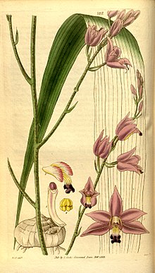 Bletia purpurea (Bletia acutipetala ретінде) - Кертис 60 (N.S. 7) пл. 3173 (1833) .jpg