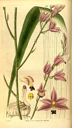 Bletia purpurea (som Bletia acutipetala) - Curtis' 60 (NS 7) pl.  3173 (1833).jpg