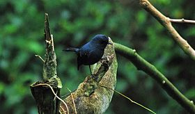 Blue-grey Robin, Ambua Lodge, PNG (5939530851).jpg