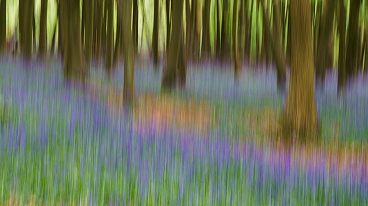 The bluebells with beech trees at Ashridge Estate. The image is the result of intentional camera movement (ICM), which creates an impressionistic effect.