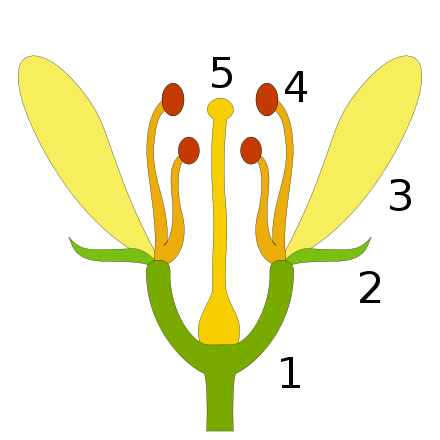 Skematisk fremstilling af en blomst med omkringsædigt bloster: 1. blomsterbund (receptaculum) 2. bægerblade (sepaler)3. kronblade (petaler)4. støvdragere (stamina)5. frugtanlæg (gynøcium)