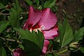 Hibiskusblüte und -knospe