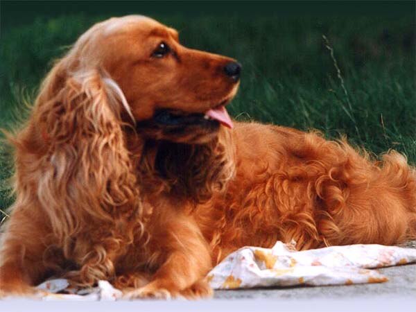 Red solid colour English Cocker Spaniel