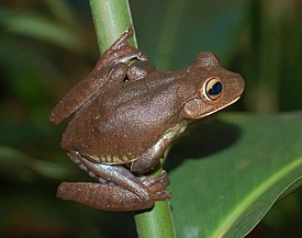 Bokermannohyla vulcaniae