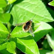 Un bombyle