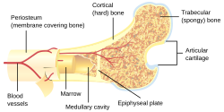 Bone cross-section.svg